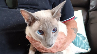 Illustration de l'article : Un chien interrompt le voyage d'un Siamois recherché depuis une semaine, en le découvrant à 450 km de son domicile