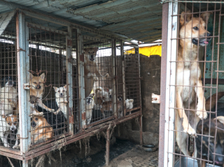 Illustration de l'article : 170 chiens destinés au commerce de la viande s'envolent vers leur nouvelle vie !