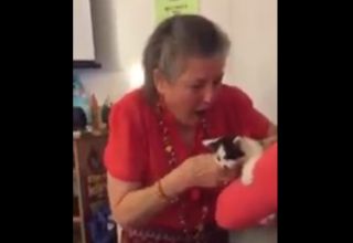 Illustration de l'article : Une professeure endeuillée par la mort de son chat reçoit un cadeau émouvant de la part de ses étudiants (vidéo)