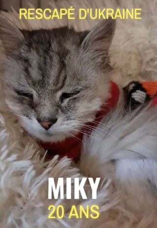 Illustration de l'article : Ukraine : le récit poignant d'un chat senior qui échappe aux bombes et se fait adopter par une infirmière de la Croix-Rouge (vidéo)