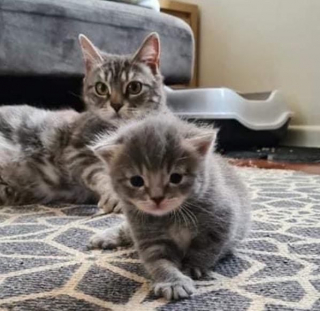 Illustration de l'article : Une chatte sauvée de la rue donne naissance à un seul chaton, avec lequel elle noue une relation spéciale