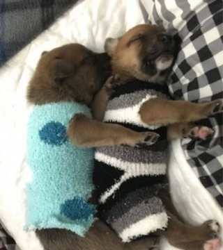 Illustration de l'article : 2 chiots abandonnés en raison d'une maladie neurologique rare se voient offrir une deuxième chance de vivre (vidéo)