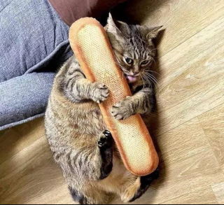 Illustration de l'article : 12 chiens et chats hilarants qui n'ont pas compris ce qu'on leur demandait