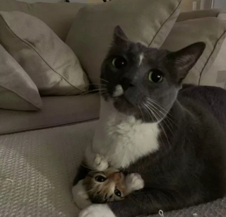 Illustration de l'article : 12 chiens et chats hilarants qui n'ont pas compris ce qu'on leur demandait