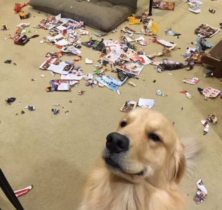 Illustration de l'article : 12 chiens et chats hilarants qui n'ont pas compris ce qu'on leur demandait