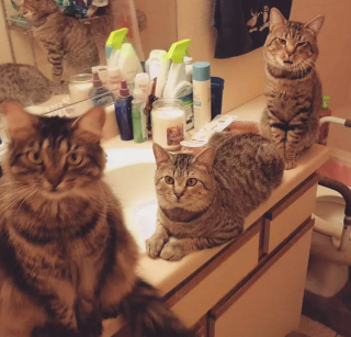 Illustration de l'article : 12 chiens et chats hilarants qui n'ont pas compris ce qu'on leur demandait