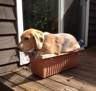 Illustration de l'article : 12 chiens et chats hilarants qui n'ont pas compris ce qu'on leur demandait