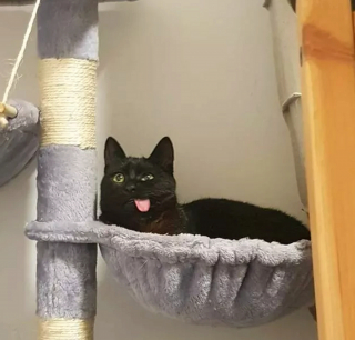 Illustration de l'article : 12 chiens et chats hilarants qui n'ont pas compris ce qu'on leur demandait