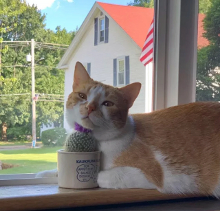 Illustration de l'article : 12 chiens et chats hilarants qui n'ont pas compris ce qu'on leur demandait