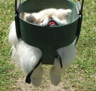 Illustration de l'article : 12 chiens et chats hilarants qui n'ont pas compris ce qu'on leur demandait