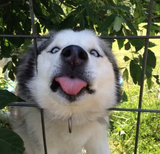 Illustration de l'article : 12 chiens et chats hilarants qui n'ont pas compris ce qu'on leur demandait