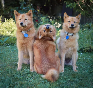 Illustration de l'article : 12 chiens et chats hilarants qui n'ont pas compris ce qu'on leur demandait