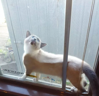 Illustration de l'article : 12 chiens et chats hilarants qui n'ont pas compris ce qu'on leur demandait