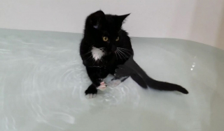 Illustration de l'article : Contrairement à la plupart de ses congénères, ce chat est aux anges quand il prend son bain (vidéo)