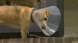 Illustration de l'article : Grièvement blessée par une voiture et abandonnée par ses maîtres, cette chienne a été sauvée 2 fois par le même homme