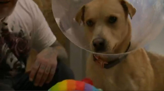 Illustration de l'article : Grièvement blessée par une voiture et abandonnée par ses maîtres, cette chienne a été sauvée 2 fois par le même homme