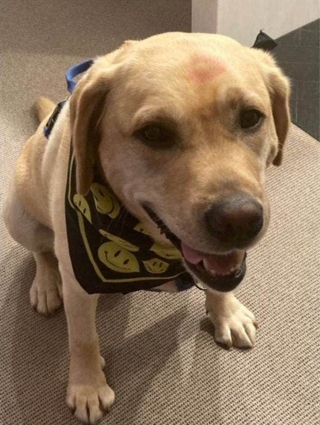 Illustration de l'article : Offert à Noël puis délaissé par sa famille, ce chien a attendu 3 ans avant de concrétiser son rêve