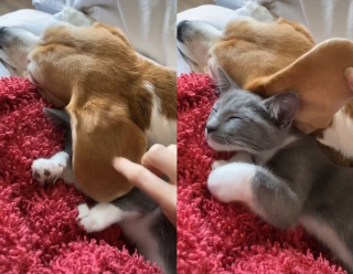 Illustration de l'article : Cette vidéo d'un chaton se servant de l'oreille de son ami chien comme couverture a fait fondre les coeurs des internautes