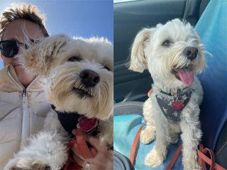 Illustration de l'article : Cette femme dépense 165 euros chez le vétérinaire pour son chien avant de recevoir un diagnostic pour le moins inattendu