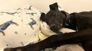 Illustration de l'article : Un chien au dos courbé suite à un acte de maltraitance attend désespérément depuis 8 ans au refuge qu’on lui donne sa chance 