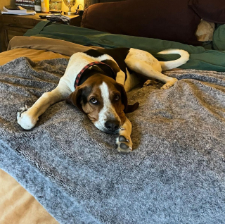 Illustration de l'article : Un chiot naît avec les pattes à l’envers : l’opération qui pourrait changer sa vie !