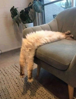 Illustration de l'article : Pourquoi les chats sont-ils "liquides" ? Les explications d'un vétérinaire