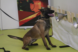 Illustration de l'article : Les chiens détectent le Covid-19 aussi bien que les tests PCR !