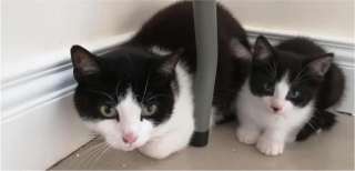 Illustration de l'article : La chatte Plum cherche désespérément une famille pour la vie