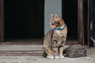 Illustration de l'article : Un chat permet de démasquer un cambrioleur grâce à … son collier GPS !