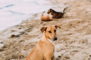 Illustration de l'article : Une étude révèle ce que les chiens des rues font de leurs journées