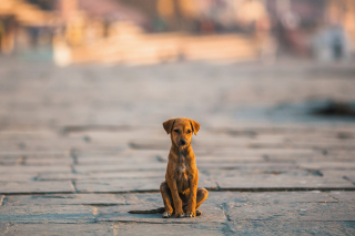 Illustration de l'article : Une étude révèle ce que les chiens des rues font de leurs journées