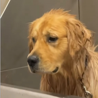 Illustration de l'article : La réaction hilarante d'un chien venant d'être lavé et dont le maître veut l'inciter à se secouer pour se sécher (vidéo)