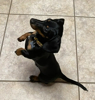 Illustration de l'article : Un chiot s’est enfui lorsqu’un voisin blessé par arme à feu est venu demander de l’aide