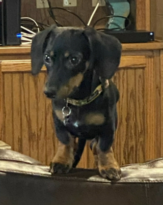 Illustration de l'article : Un chiot s’est enfui lorsqu’un voisin blessé par arme à feu est venu demander de l’aide