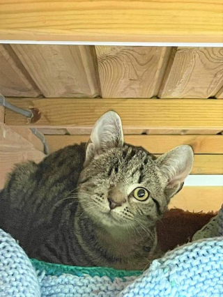 Illustration de l'article : L’incroyable transformation d’un chaton borgne depuis qu’il a été adopté