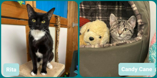 Illustration de l'article : L’incroyable transformation d’un chaton borgne depuis qu’il a été adopté