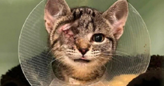 Illustration de l'article : L’incroyable transformation d’un chaton borgne depuis qu’il a été adopté