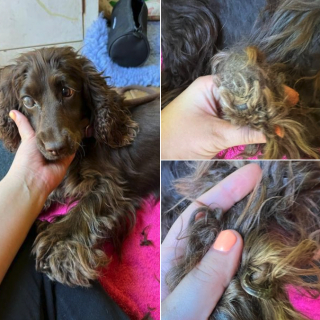 Illustration de l'article : Un Cocker abandonné a perdu son œil et cherche une famille qui pourra l’aimer tel qu’il est