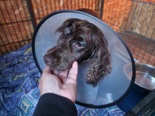 Illustration de l'article : Un Cocker abandonné a perdu son œil et cherche une famille qui pourra l’aimer tel qu’il est