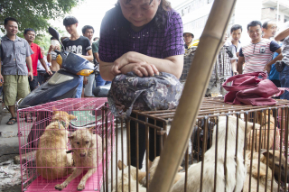 Illustration de l'article : Des milliers de chiens sont tués chaque année pour le festival de la viande canine en Chine