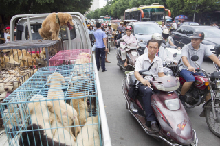 Illustration de l'article : Des milliers de chiens sont tués chaque année pour le festival de la viande canine en Chine