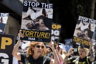 Illustration de l'article : Des milliers de chiens sont tués chaque année pour le festival de la viande canine en Chine