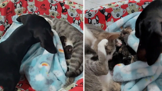 Illustration de l'article : Chaque nuit, ce chien installe des chatons dans leur lit et leur fait des bisous pour leur souhaiter bonne nuit 