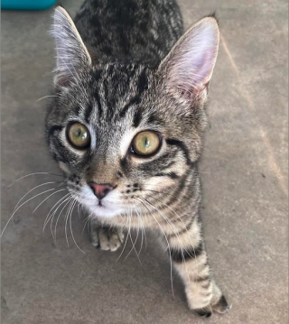 Illustration de l'article : Ce chat avec une patte malformée de naissance a attendu plusieurs années pour subir une opération qui pouvait changer sa vie !