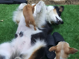 Illustration de l'article : Un Border Collie continue à prendre soin de chatons orphelins malgré le cancer dont il est atteint