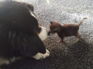 Illustration de l'article : Un Border Collie continue à prendre soin de chatons orphelins malgré le cancer dont il est atteint