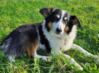 Illustration de l'article : Un Border Collie continue à prendre soin de chatons orphelins malgré le cancer dont il est atteint
