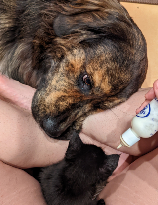 Illustration de l'article : Une histoire d’amour incroyable entre un chien géant prenant soin d'un minuscule chaton