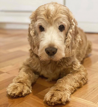 Illustration de l'article : Le chiot Dougie semble mystérieusement connecté au chien décédé de ses propriétaires