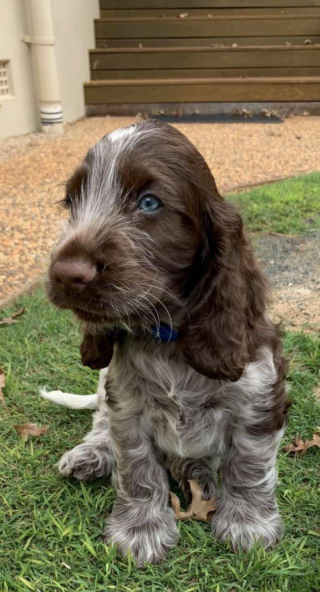 Illustration de l'article : Le chiot Dougie semble mystérieusement connecté au chien décédé de ses propriétaires